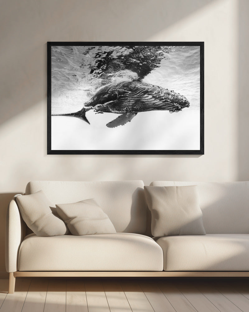 Humpback whale calf | Canvas