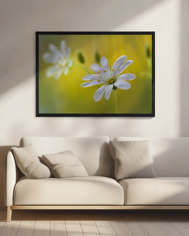 Stitchwort | Canvas