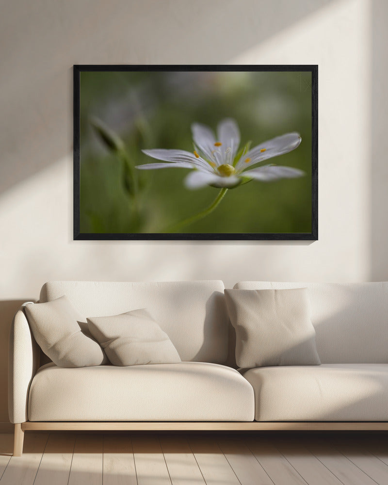 Stitchwort | Canvas
