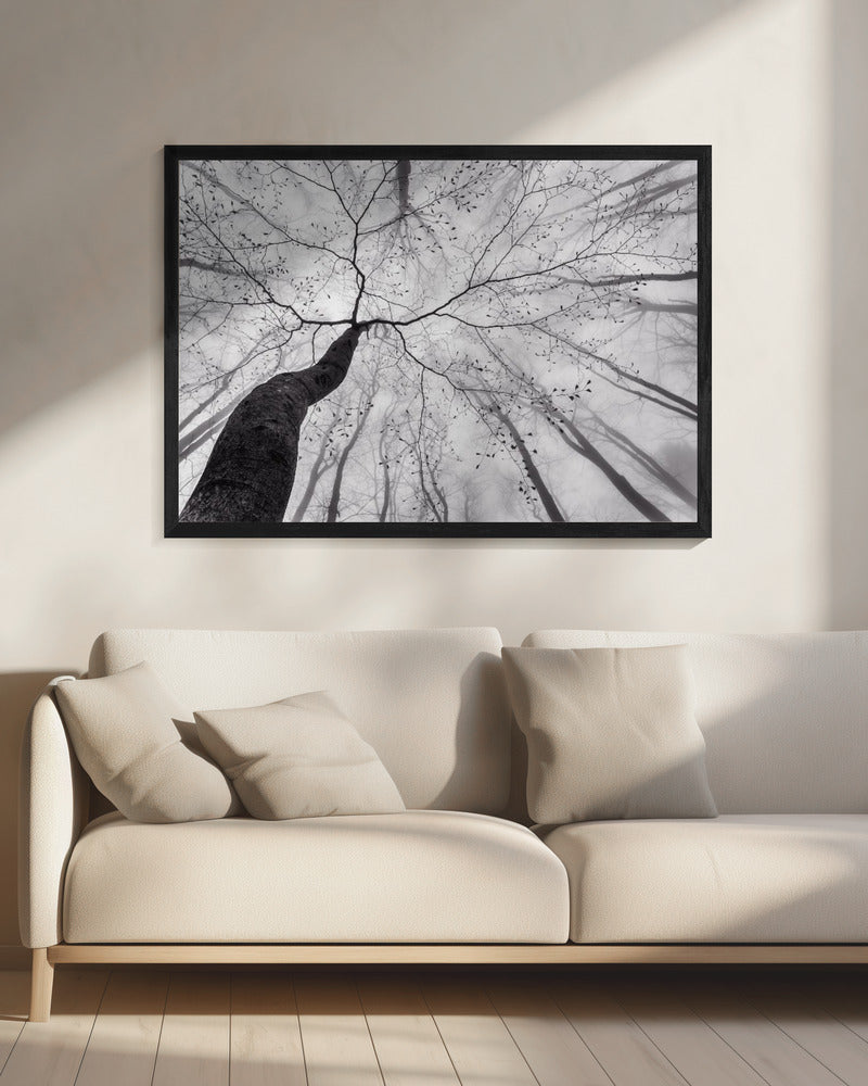 A view of the tree crown | Canvas