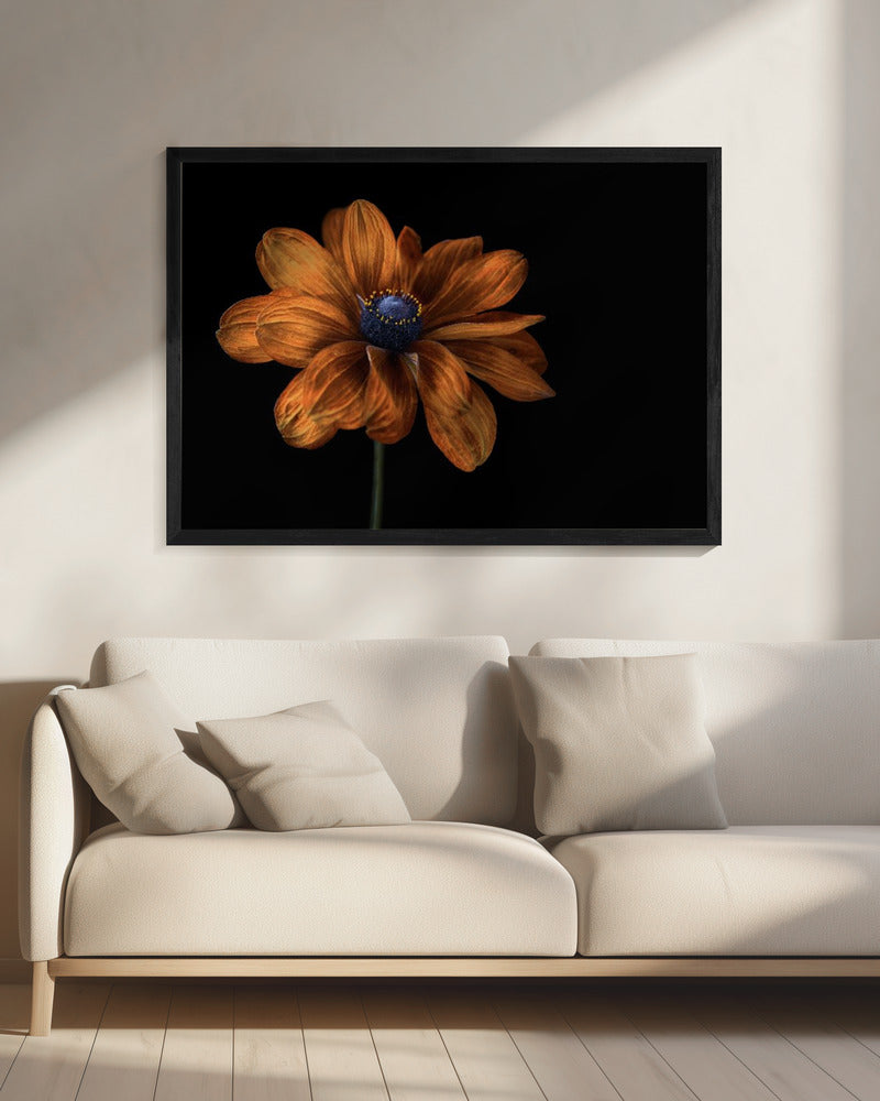 Rudbeckia | Canvas