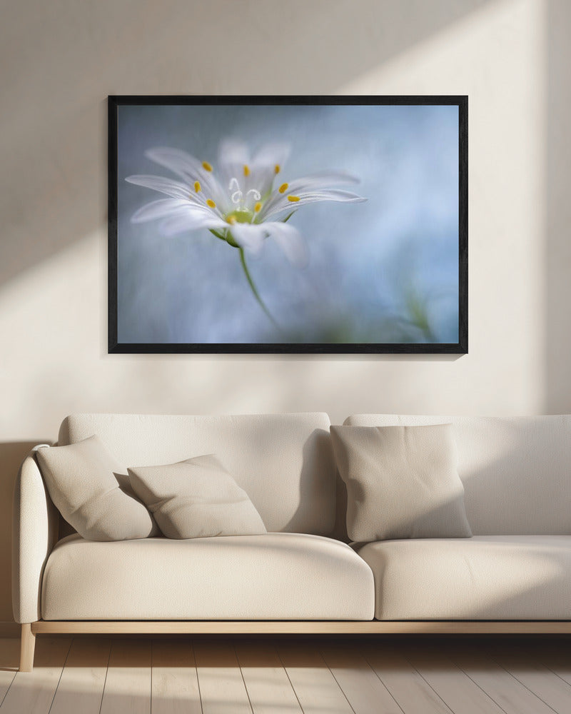 Greater Stitchwort | Canvas