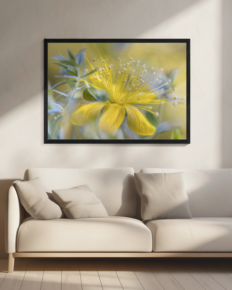 Hypericum | Canvas