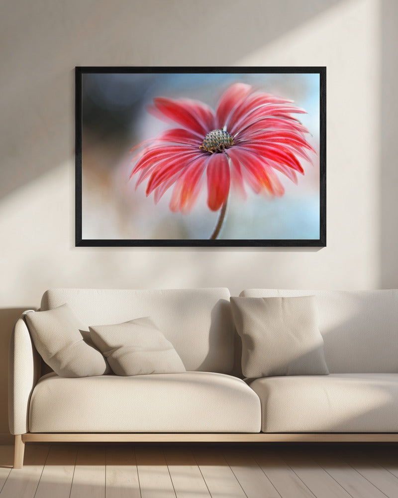 Cape Daisy* | Canvas