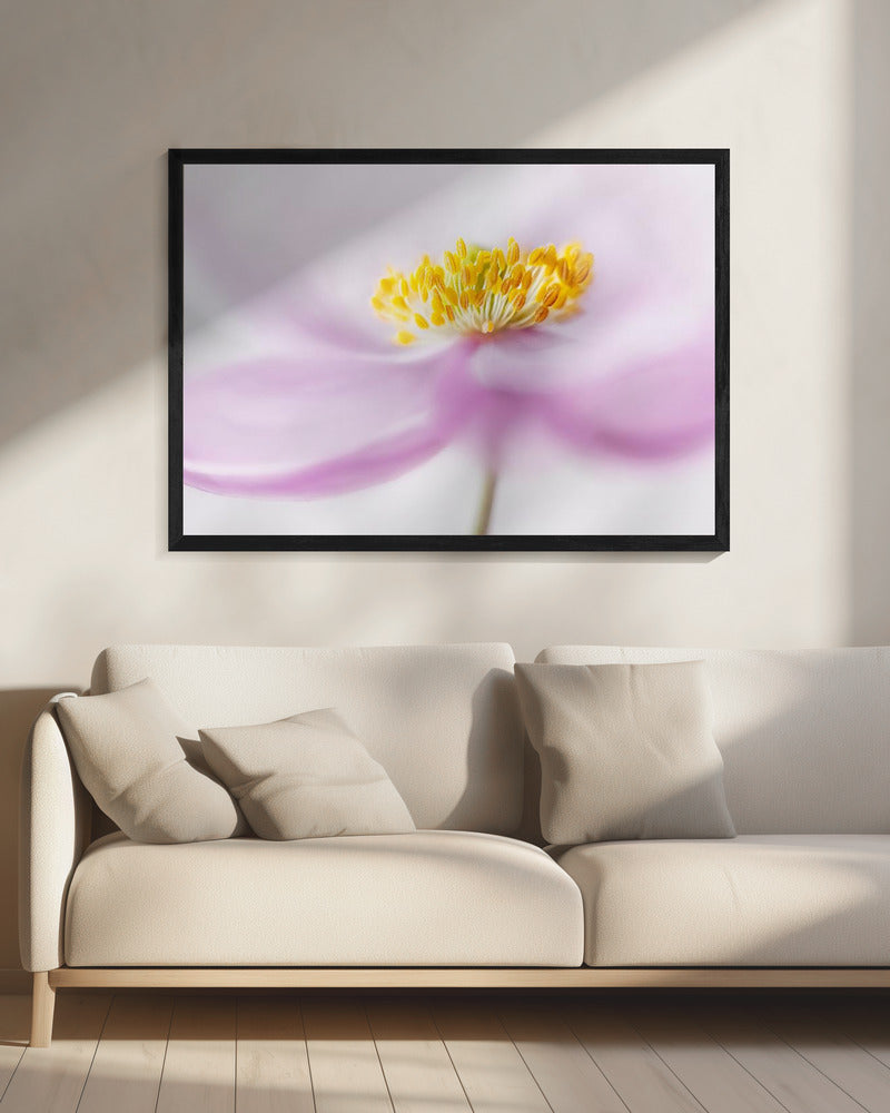 *Anemone* | Canvas