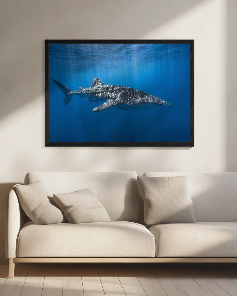 Whale shark in the blue | Canvas