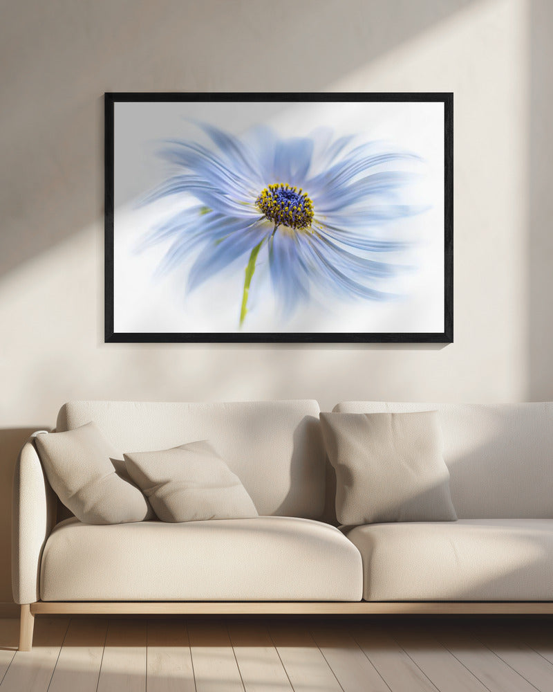 Daisy delight | Canvas
