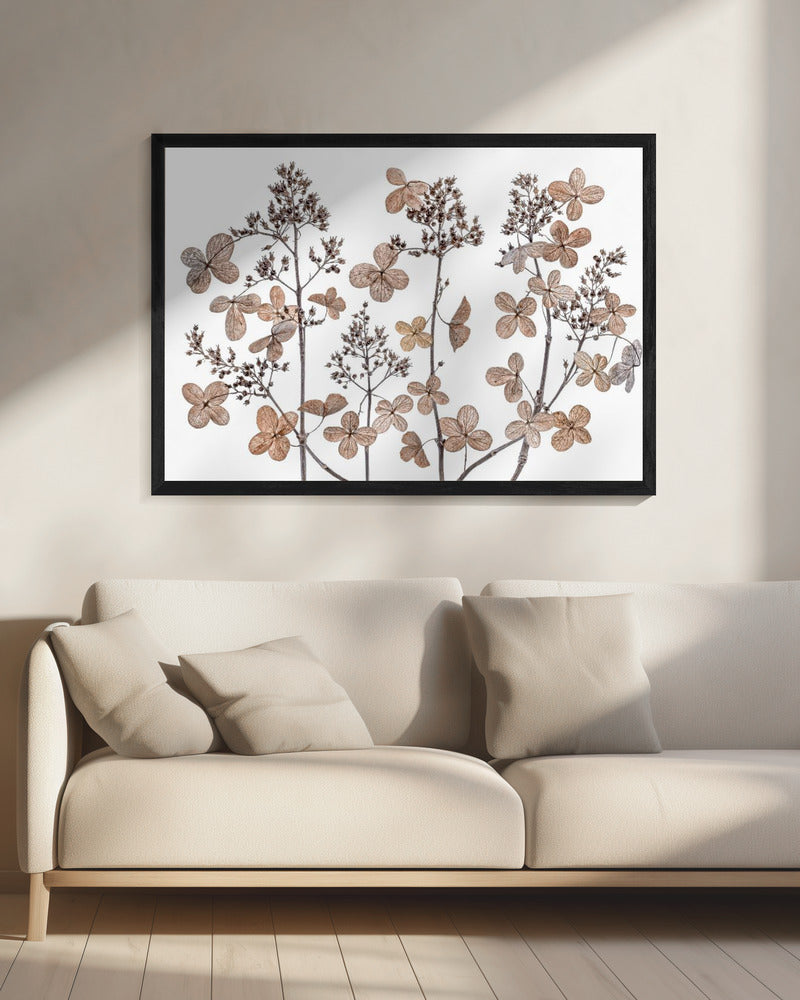 Hydrangea paniculata | Canvas