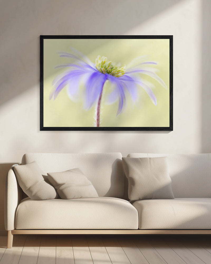 Anemone Blanda | Canvas