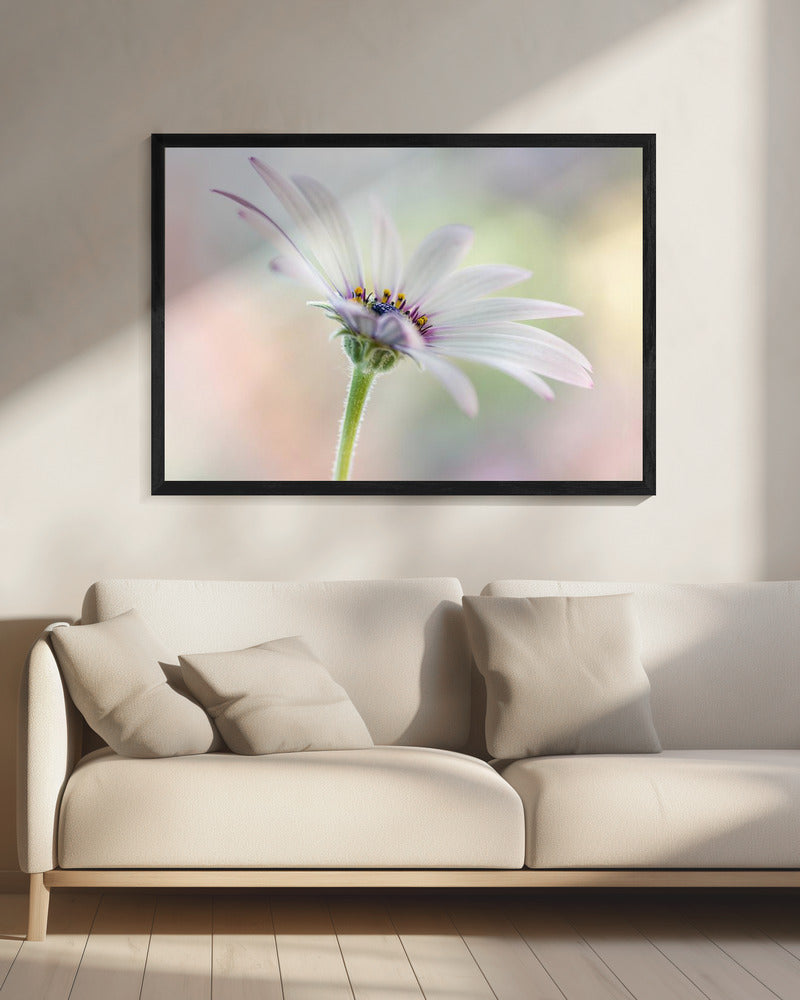 Cape Daisy | Canvas