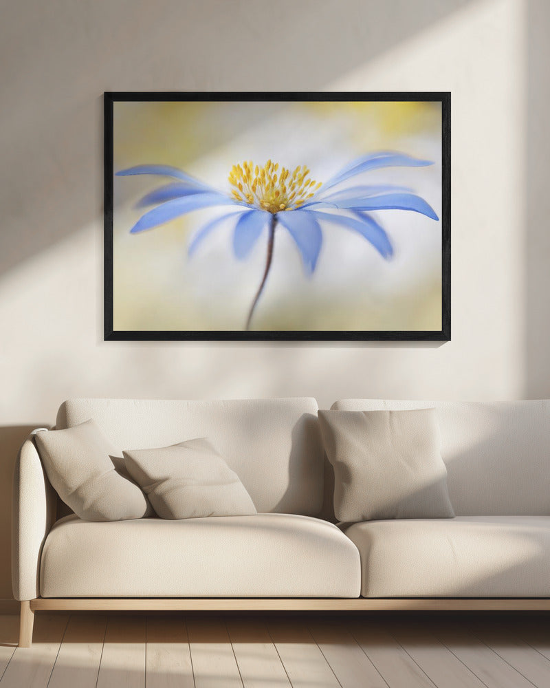 Anemone | Canvas