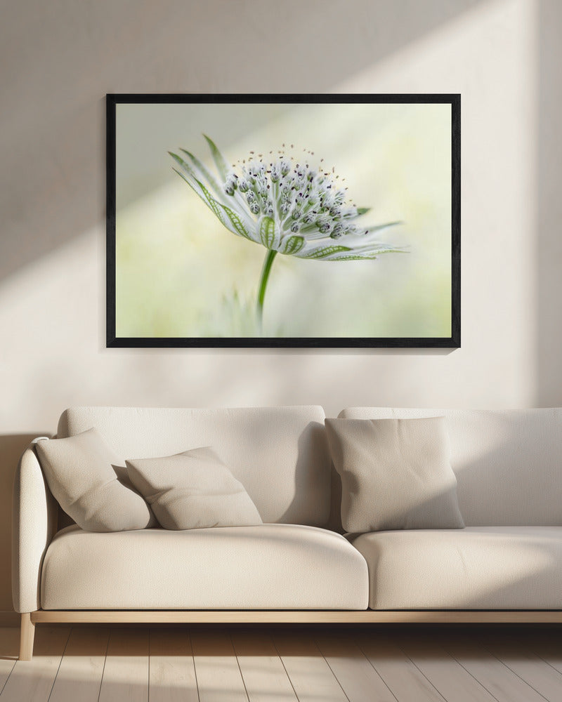 ~Astrantia~ | Canvas