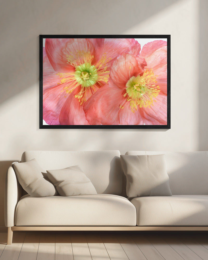 Papaver | Canvas