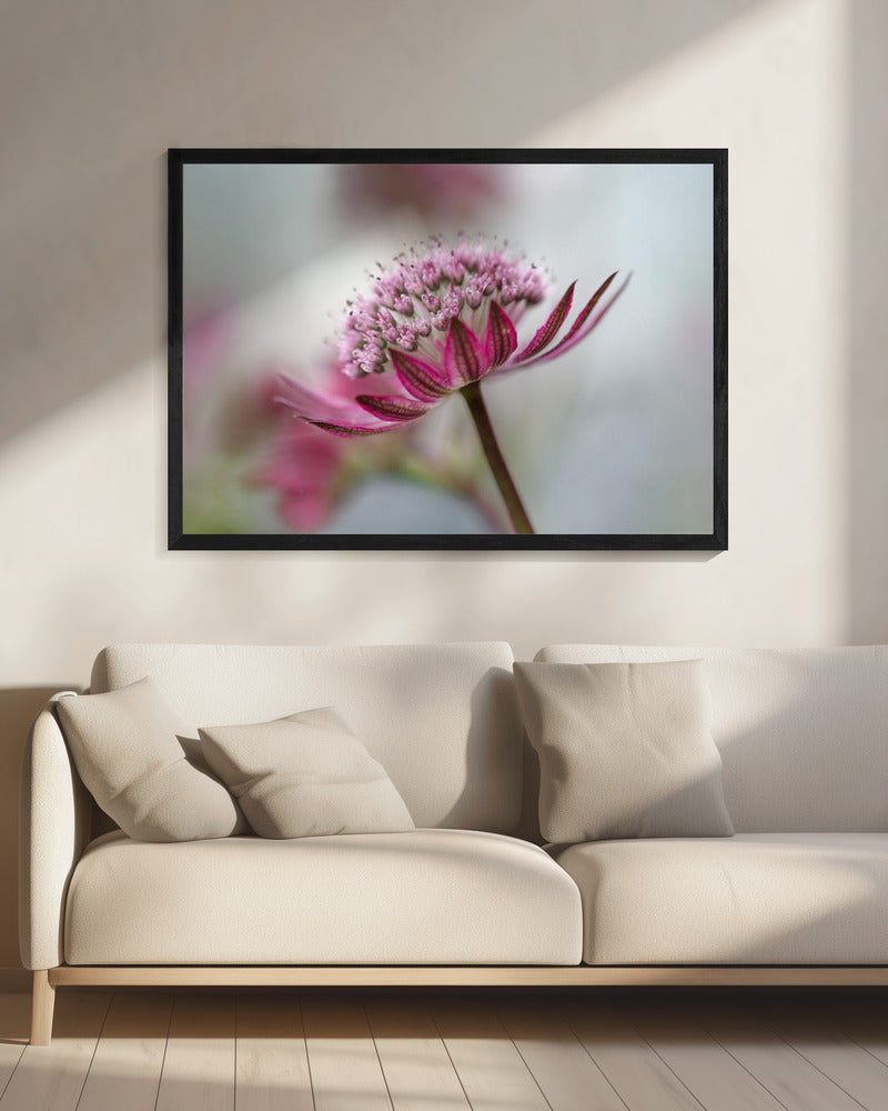Astrantia | Canvas
