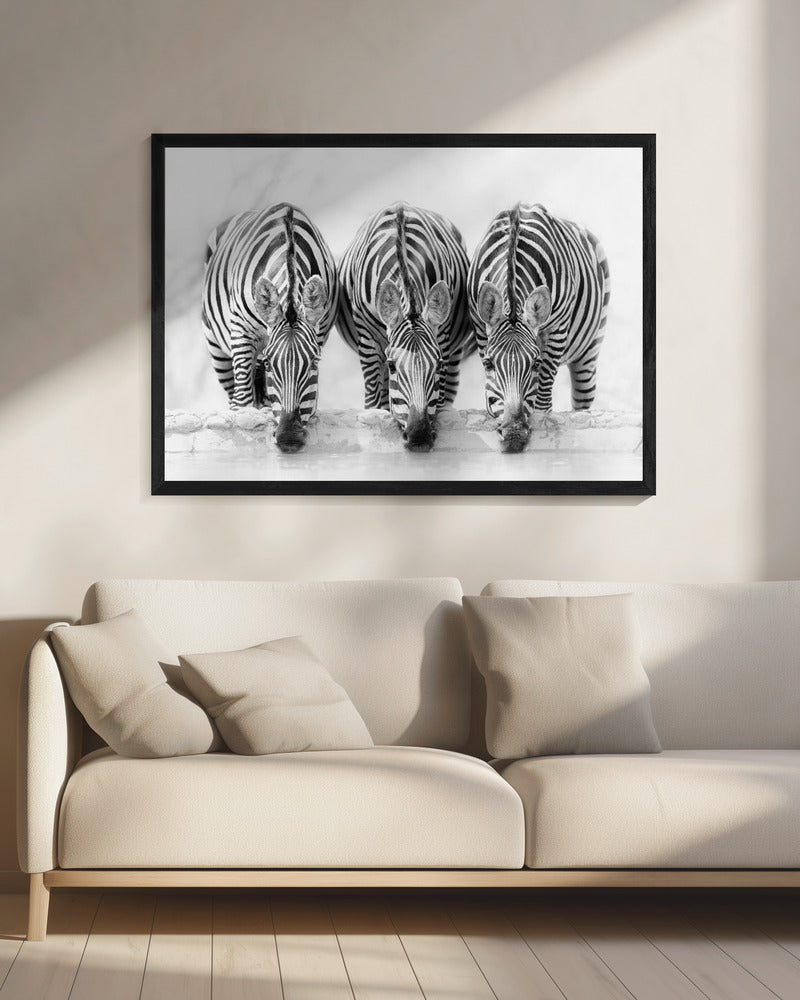 Zebras | Canvas