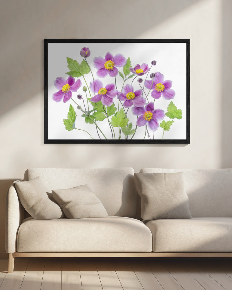 Anemone 'Hadspen Abundance' | Canvas