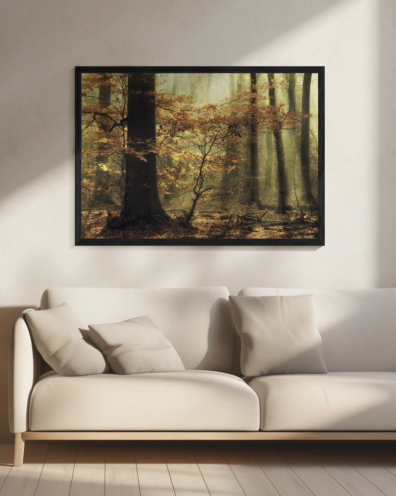 Soft fall | Canvas