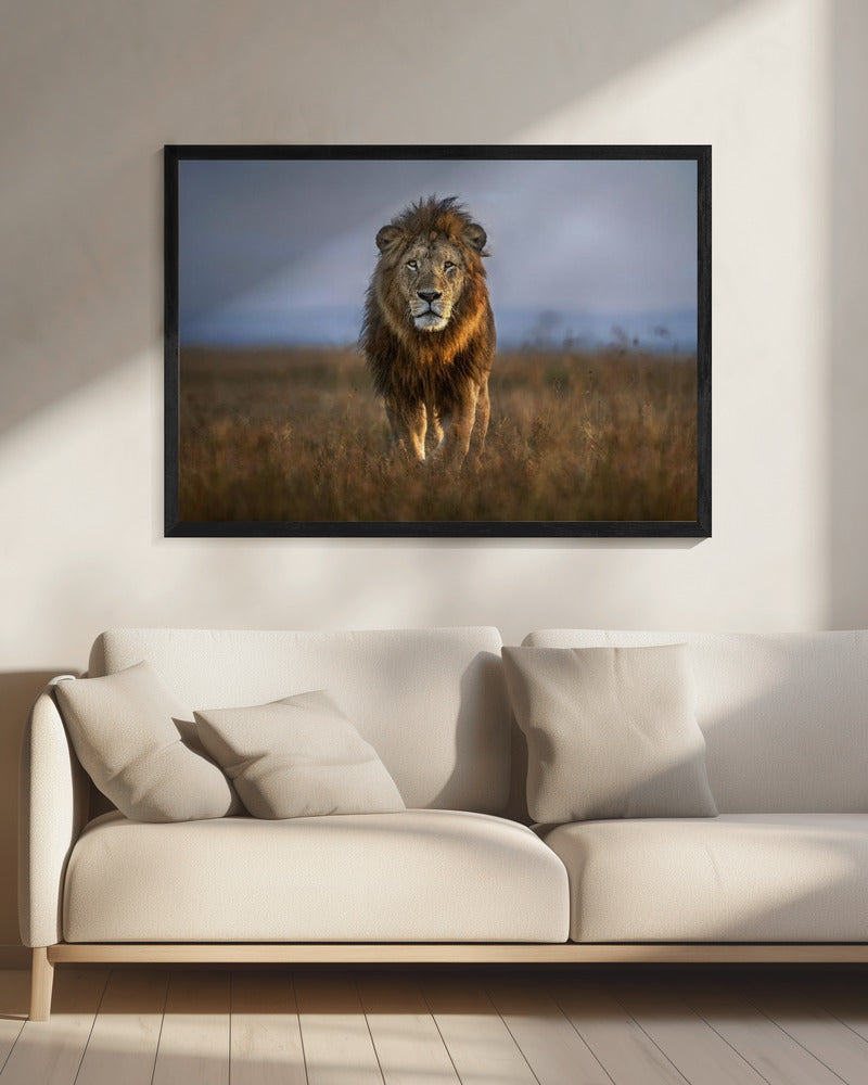 Lion Close Up | Canvas