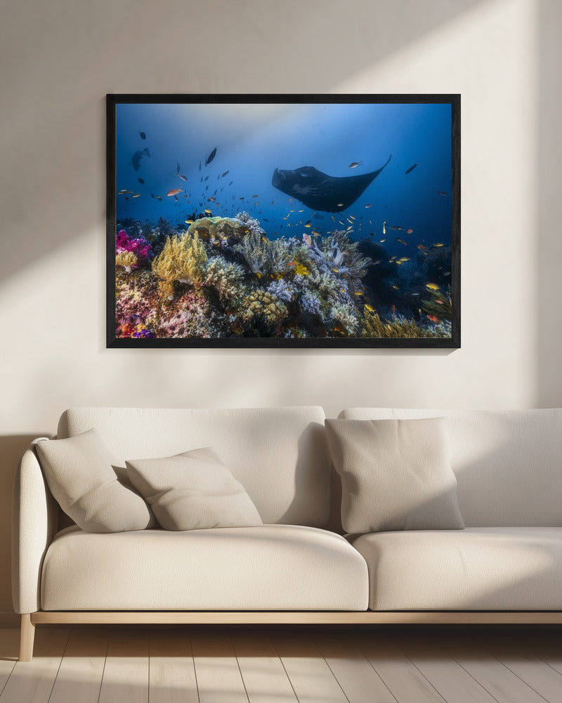 Manta reef on the reef | Canvas