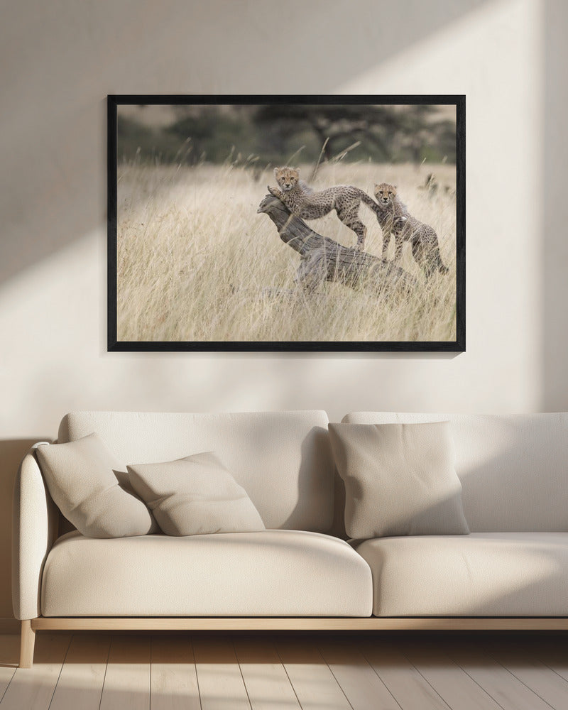 Curious Kitties | Canvas