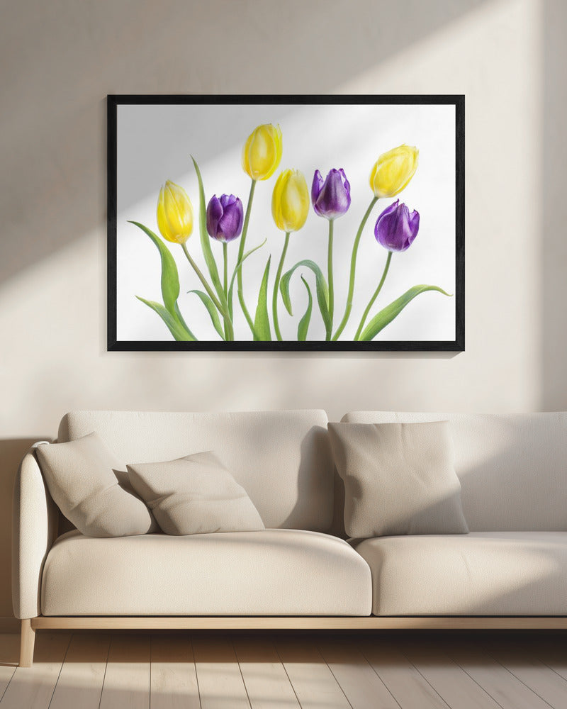 Tulip | Canvas