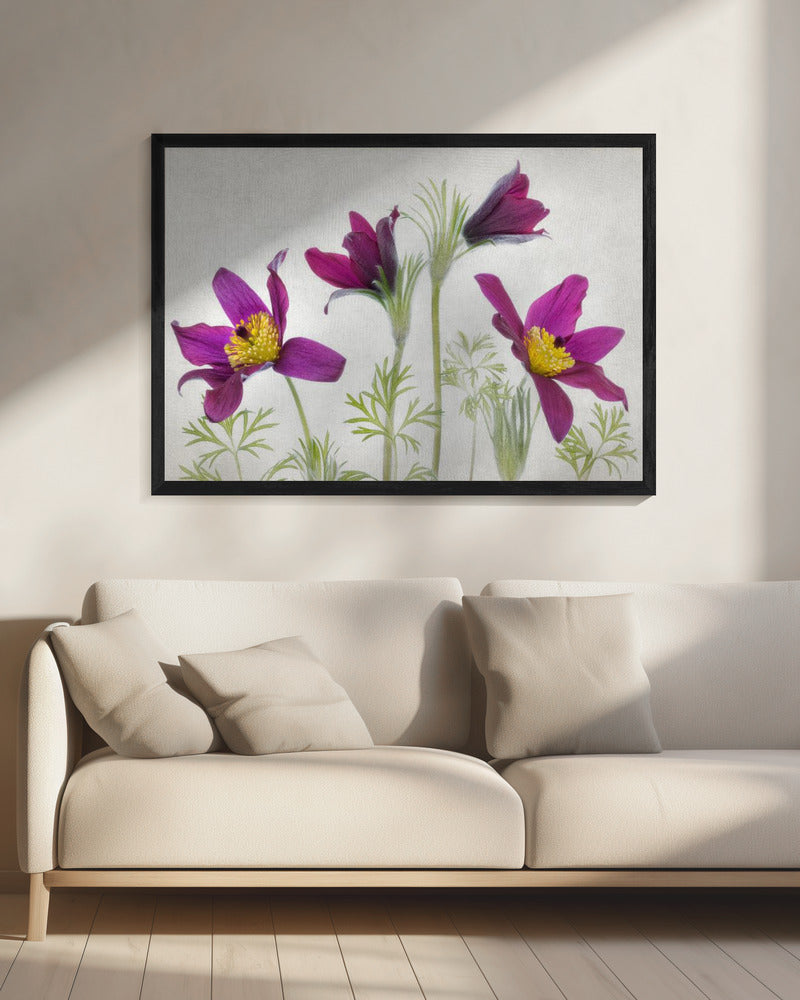Pulsatilla | Canvas