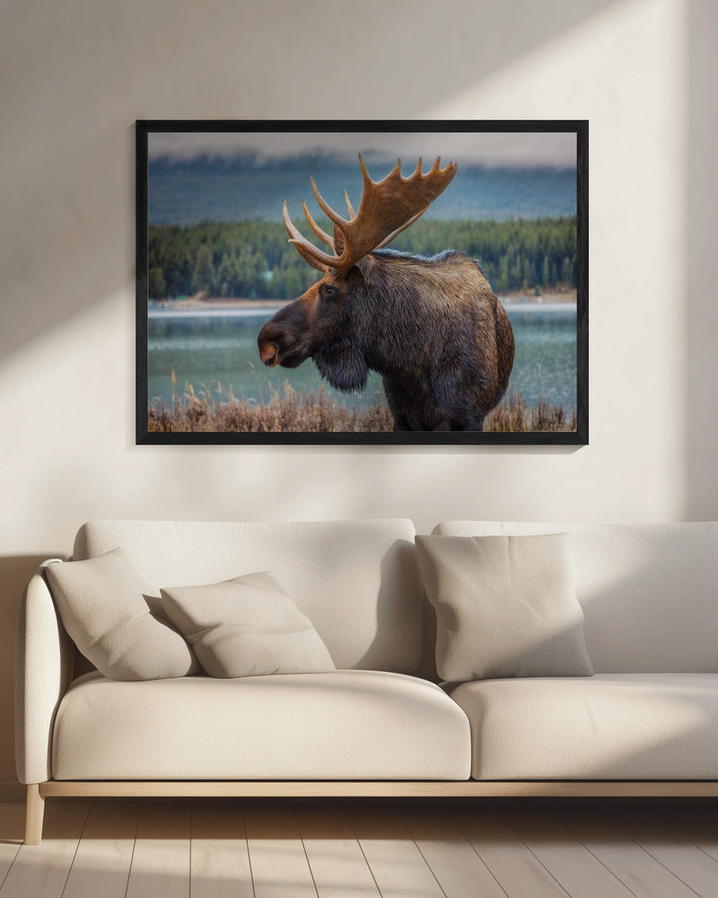 Moose | Canvas