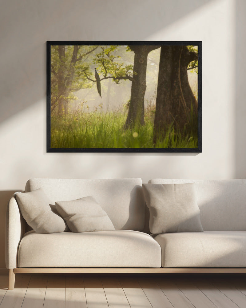Peacock | Canvas