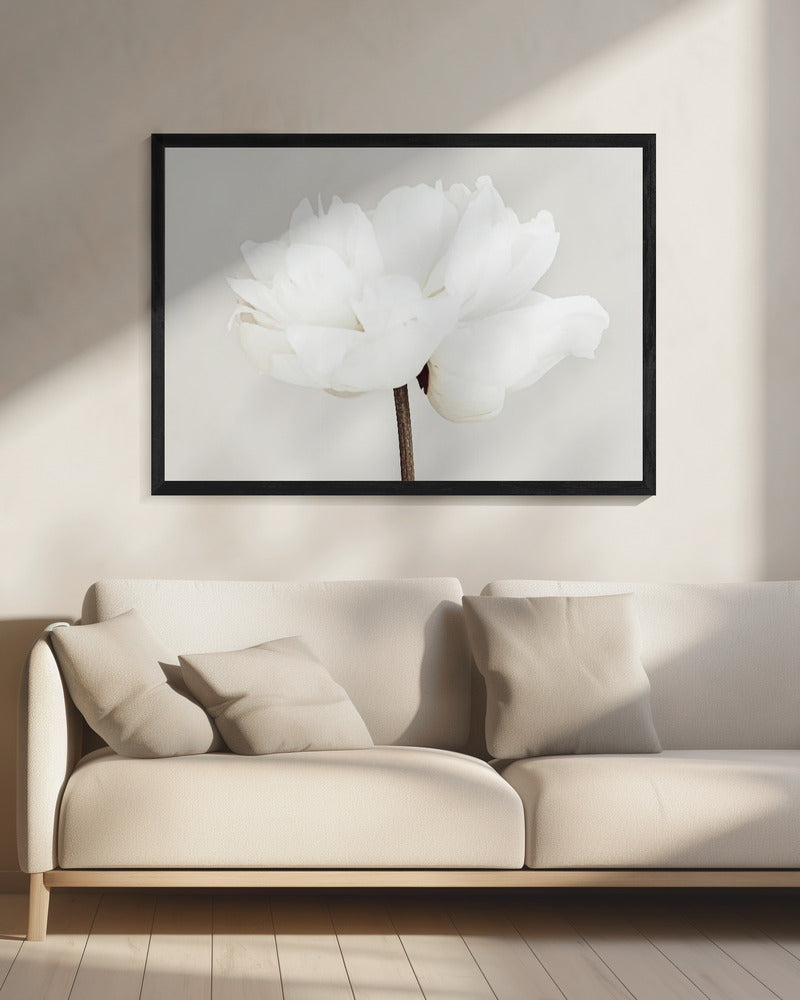 Peony 11 | Canvas
