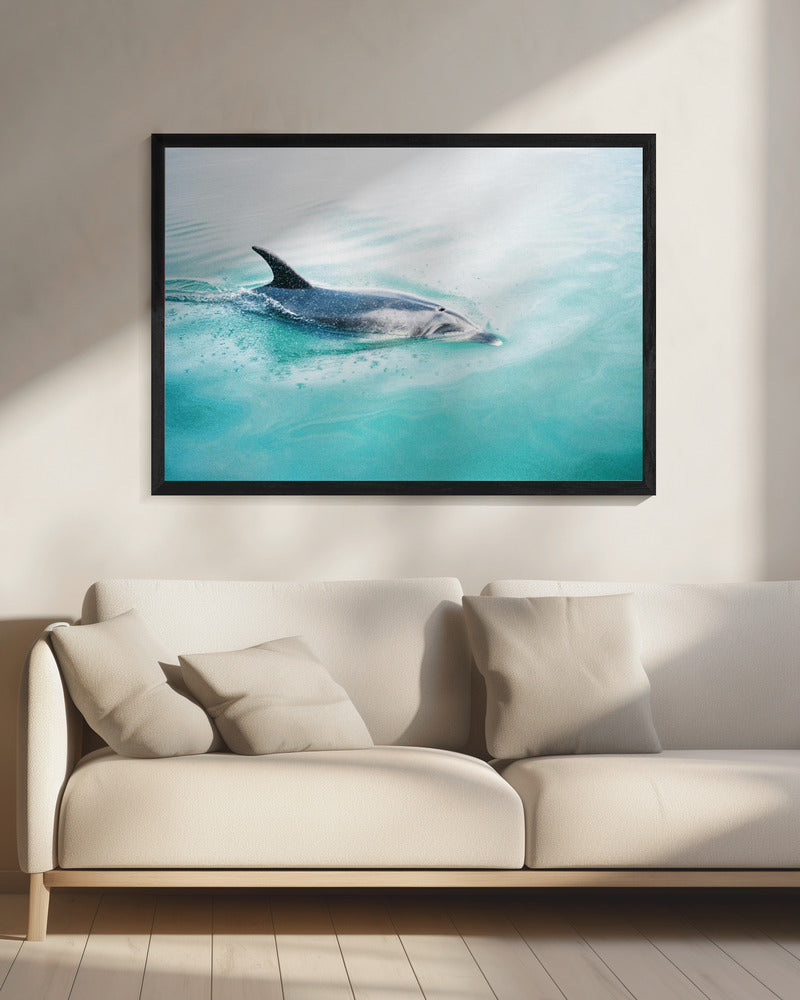 Dolphin N.Z. Northern | Canvas