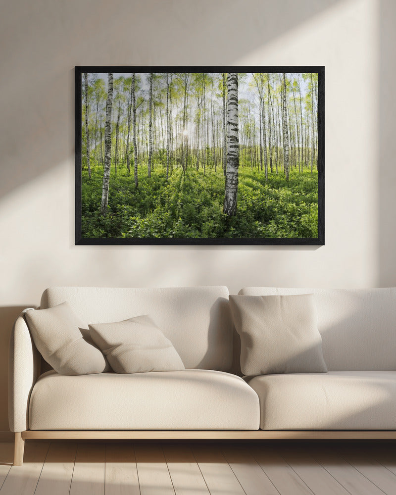 Spring in the Birch Forest | Canvas