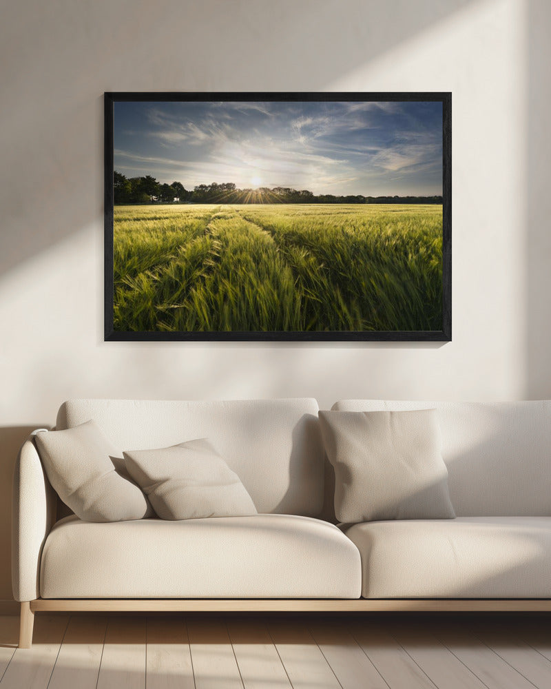 Barley Meadow | Canvas