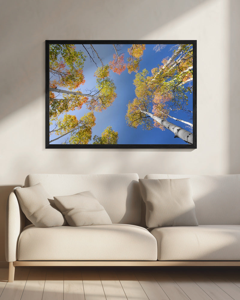 Autumn Birchs | Canvas
