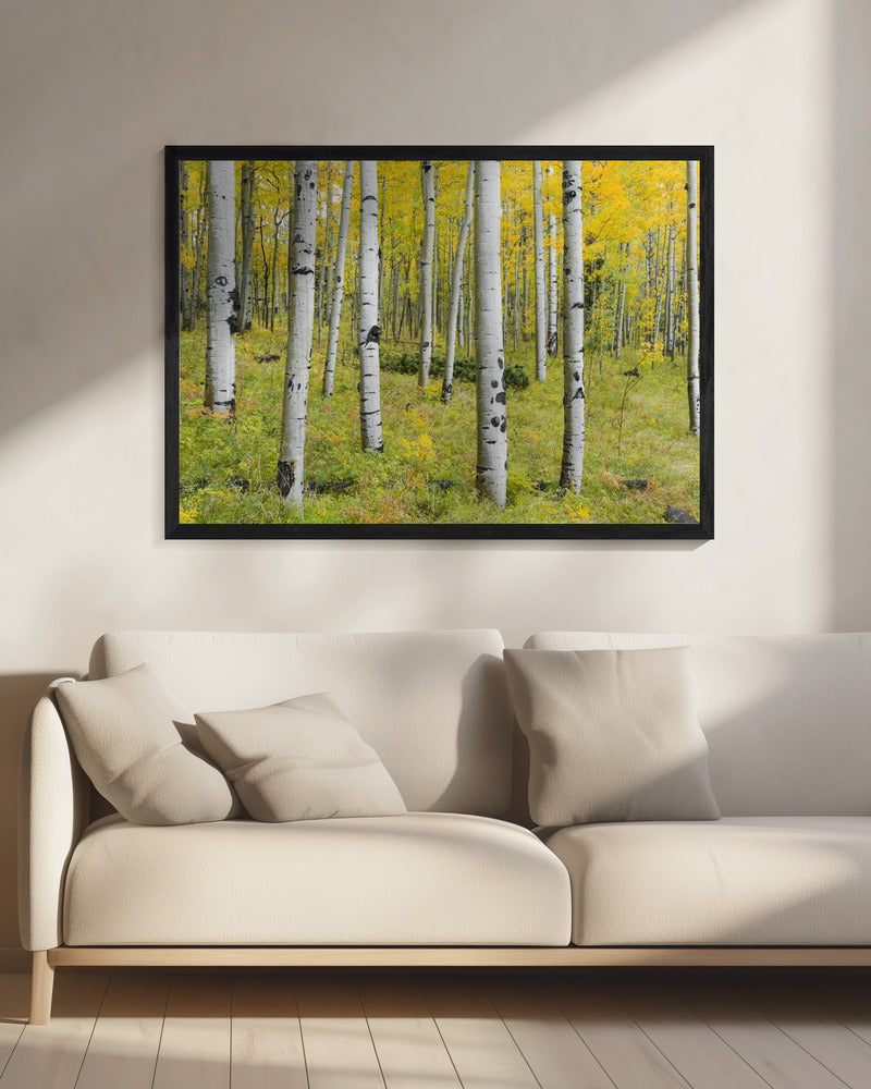 Yellow Birchs | Canvas