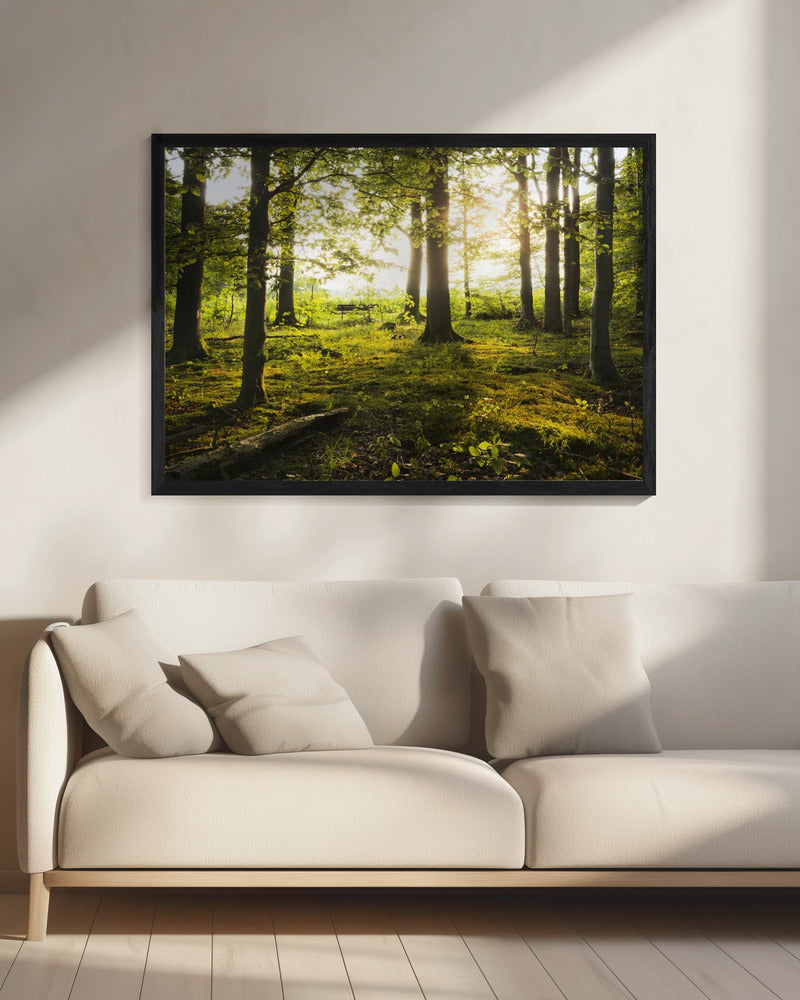 Summer in the Woods | Canvas
