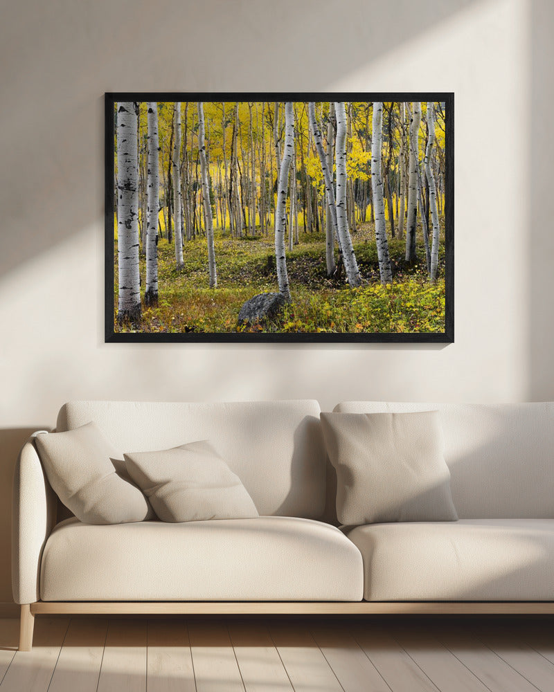 Autumn Birchs | Canvas