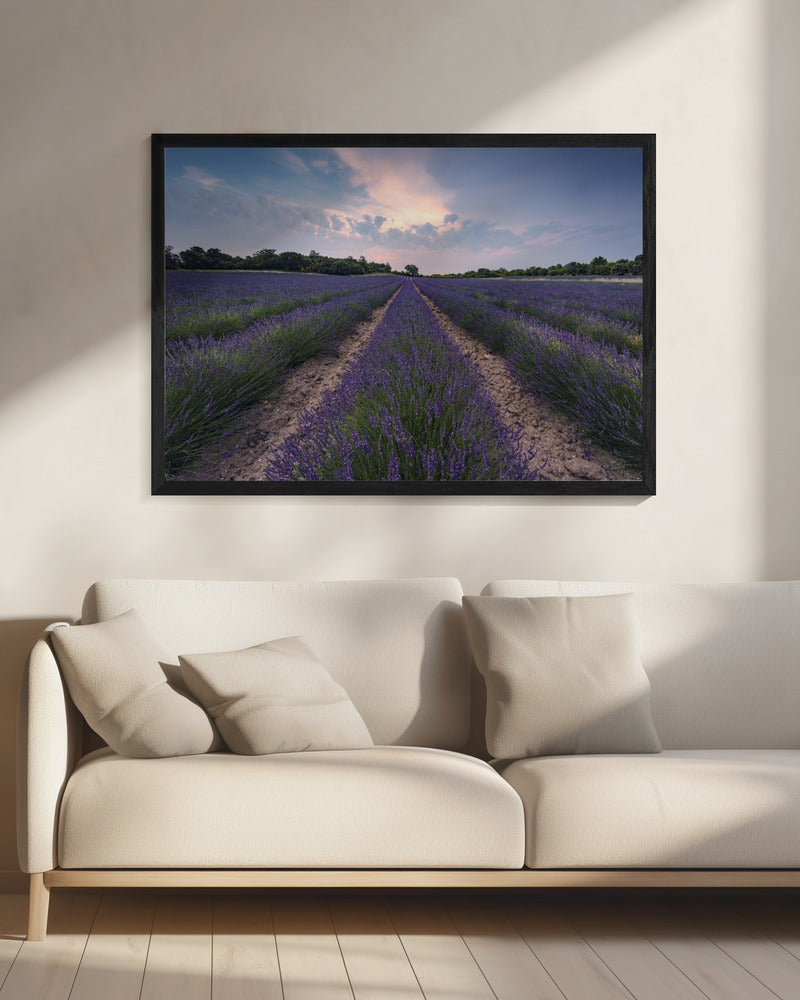 Blue Lavender | Canvas