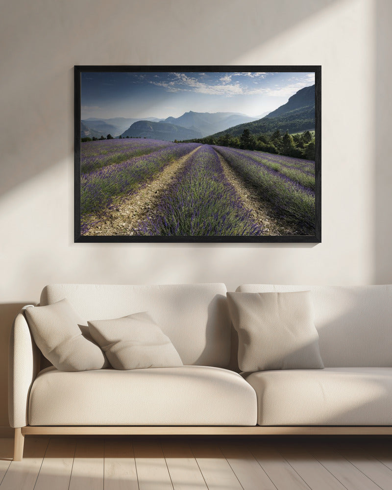 Lavender Hills | Canvas