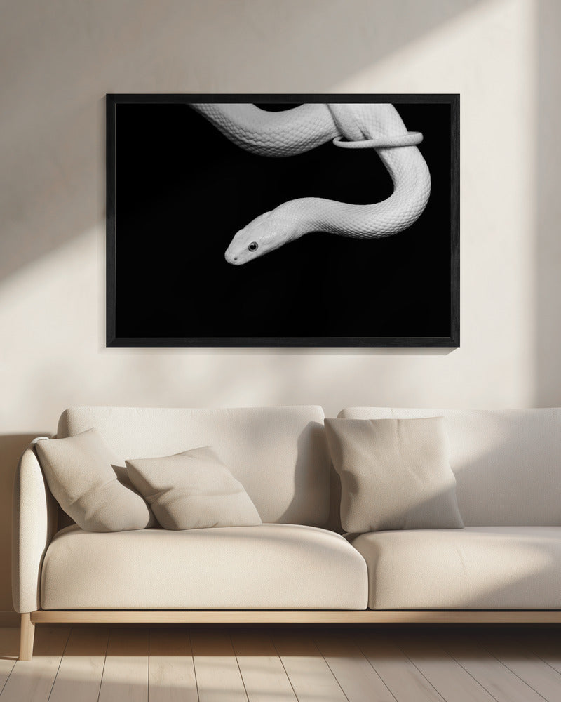 Serpent Blanc | Canvas