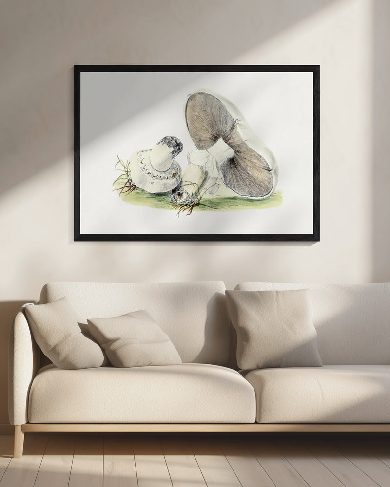 Hand Drawn Horse Mushroom | Canvas