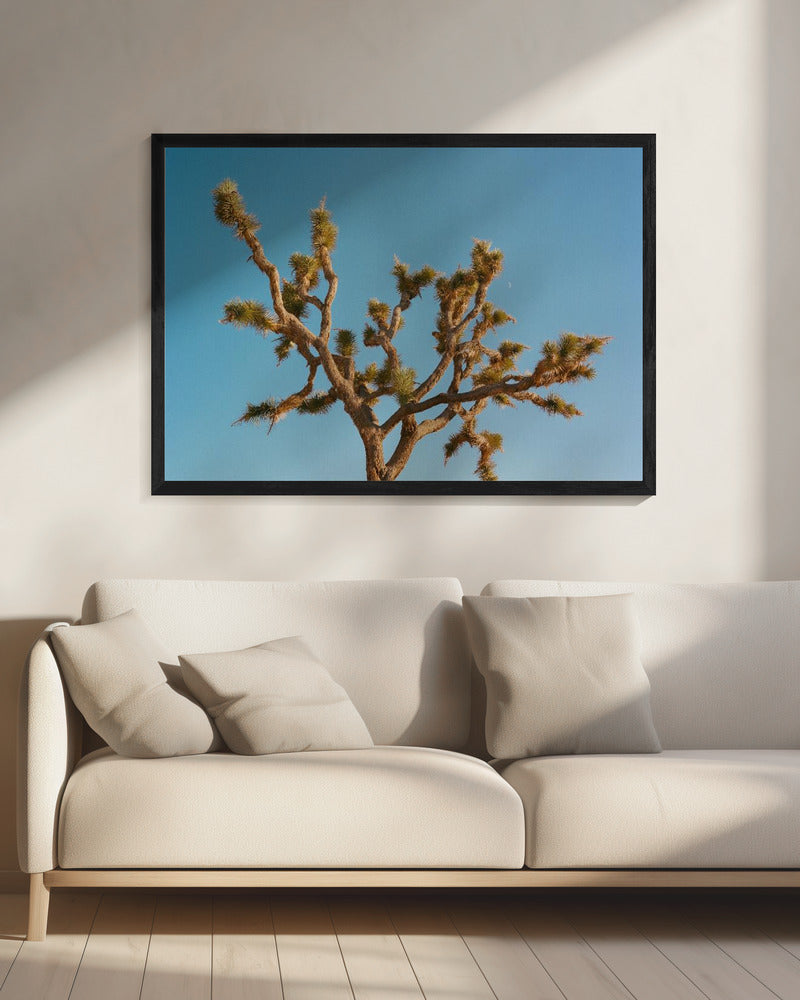 Joshua Tree Moon III | Canvas