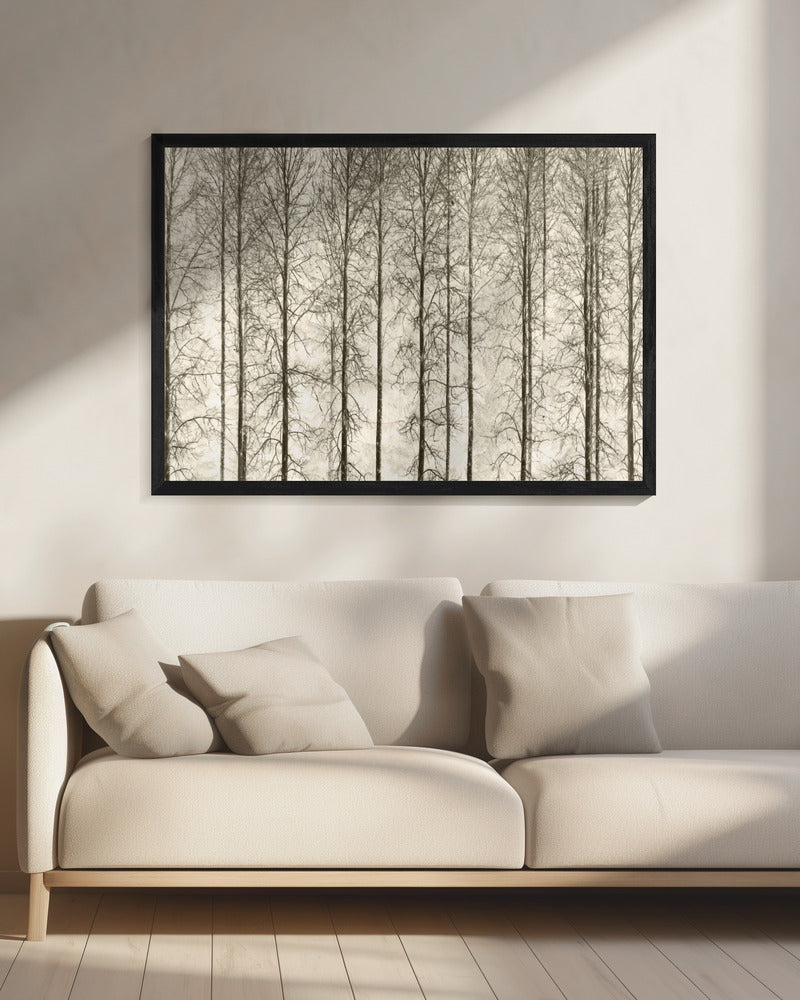 Aspens | Canvas