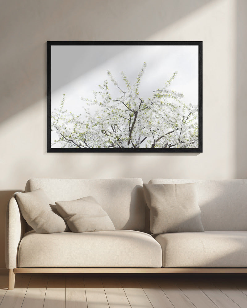 White Spring Tree 2 | Canvas