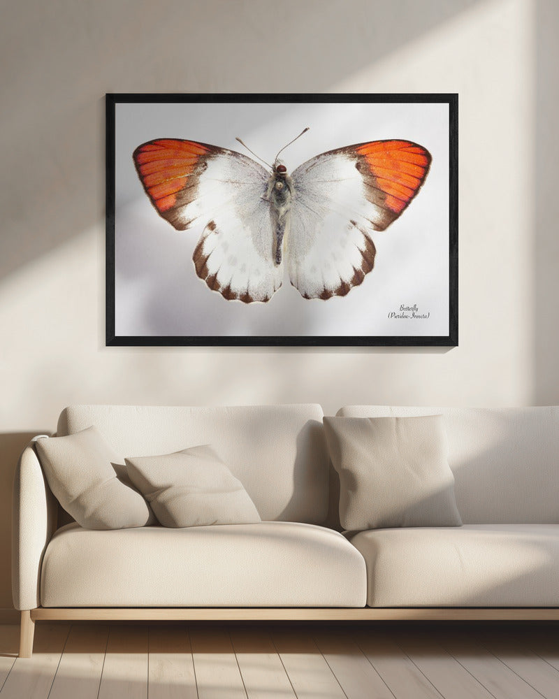 Butterfly - 3 | Canvas