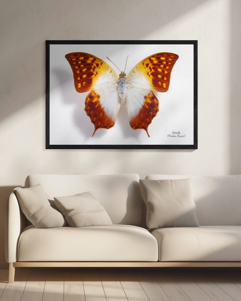 Butterfly - 4 | Canvas