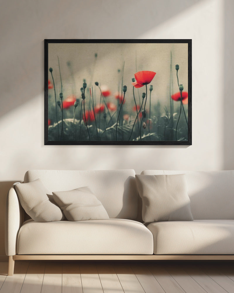 Poppies in the Mist | Canvas