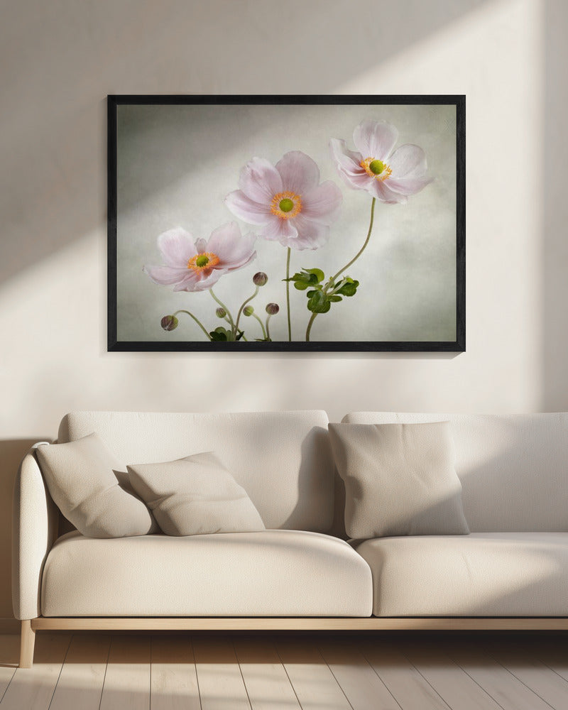 Anemones | Canvas