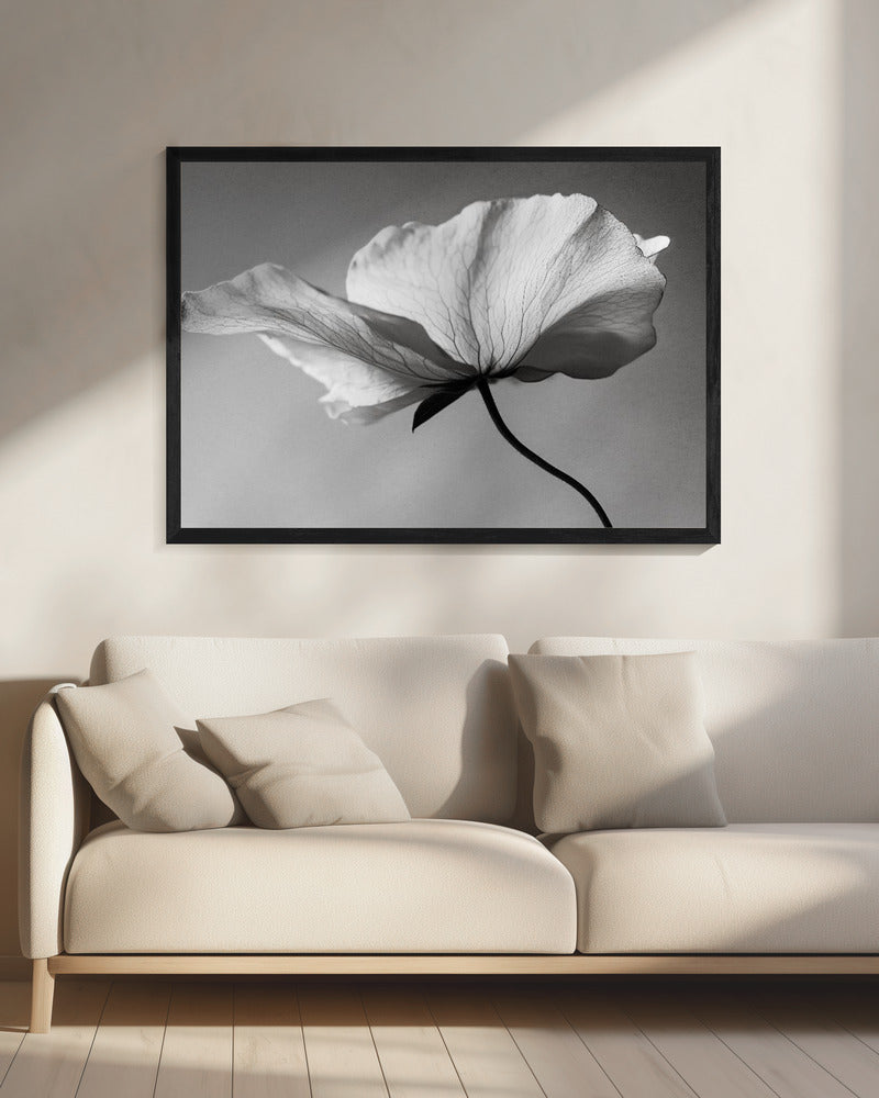 Delicate Petal Dance | Canvas