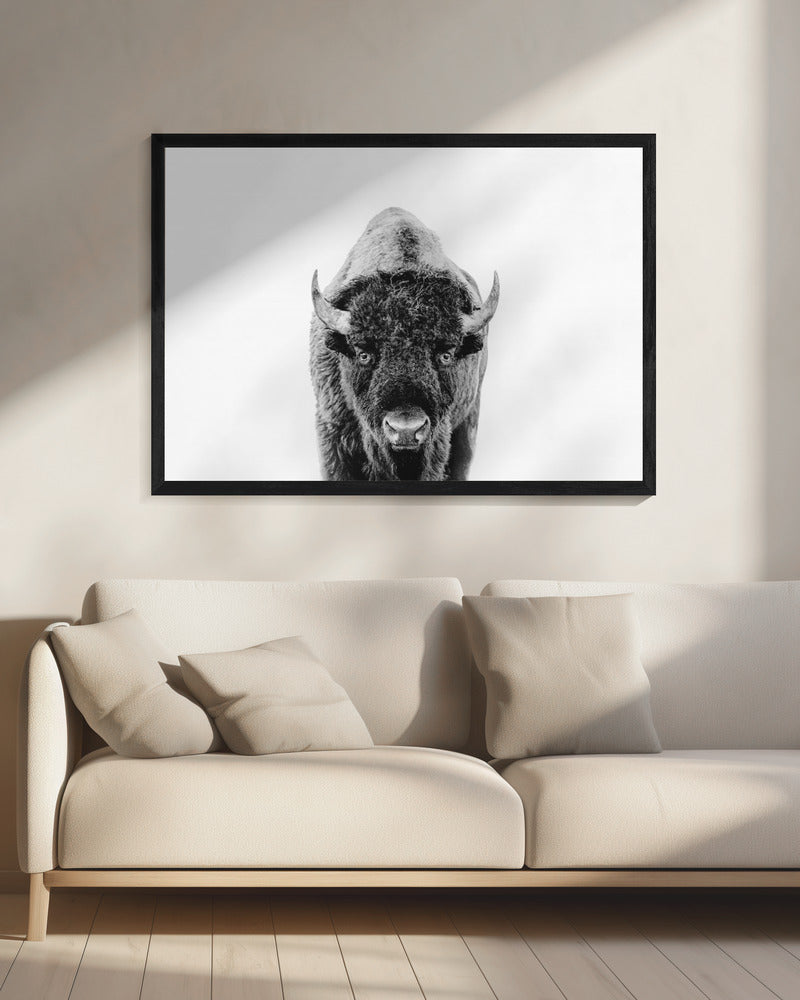 Bison Bw | Canvas