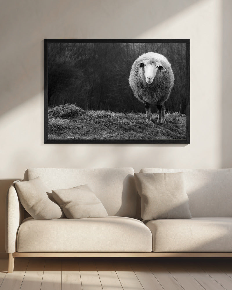 Wondering sheep | Canvas